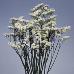 limonium misty white flowers